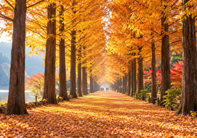 Paket Tour Nami Island Korea